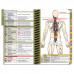 DOpocket Osteopathic Edition